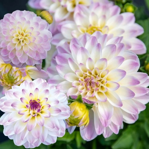 Dahlia hortensis 'Lubega® Power White Lilac Frost' - Aeddaalia 'Lubega® Power White Lilac Frost' P9/0,55L